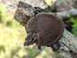 Szilva-tapló (Phellinus tuberculosus), Nagykanizsa